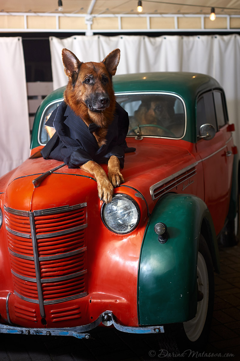 german_shepherd_5