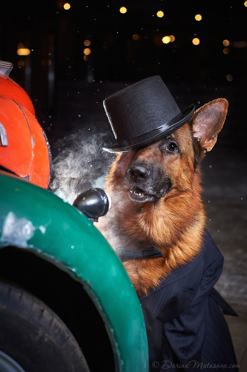 german_shepherd_6