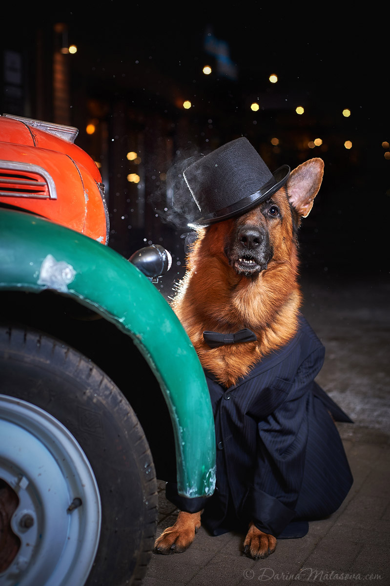 german_shepherd_7