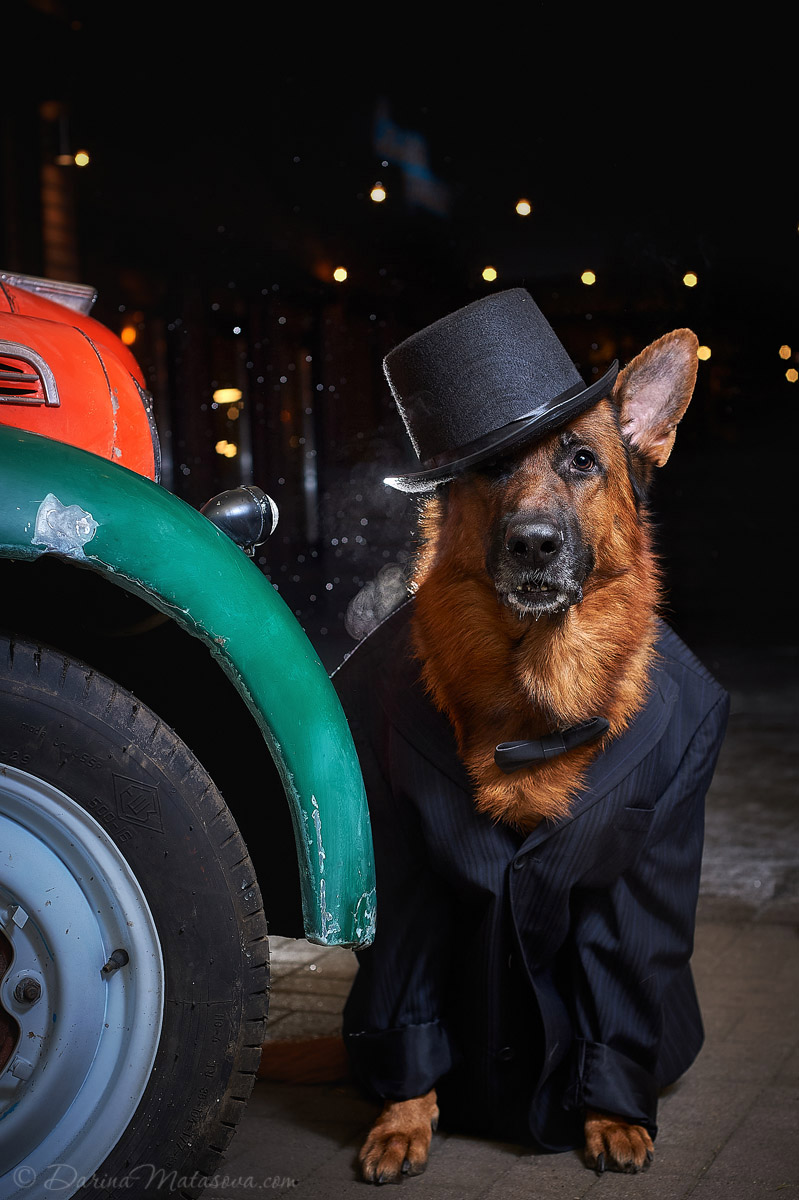 german_shepherd_8