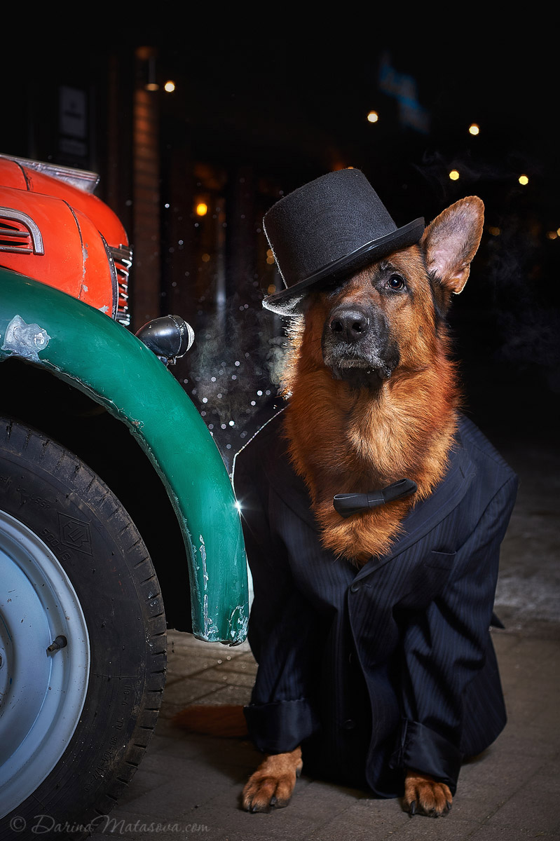 german_shepherd_9