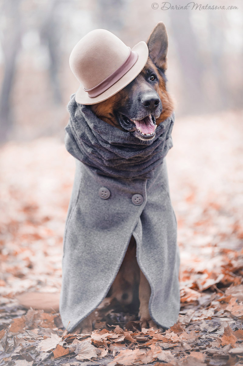 german_shepherd_sherlock1