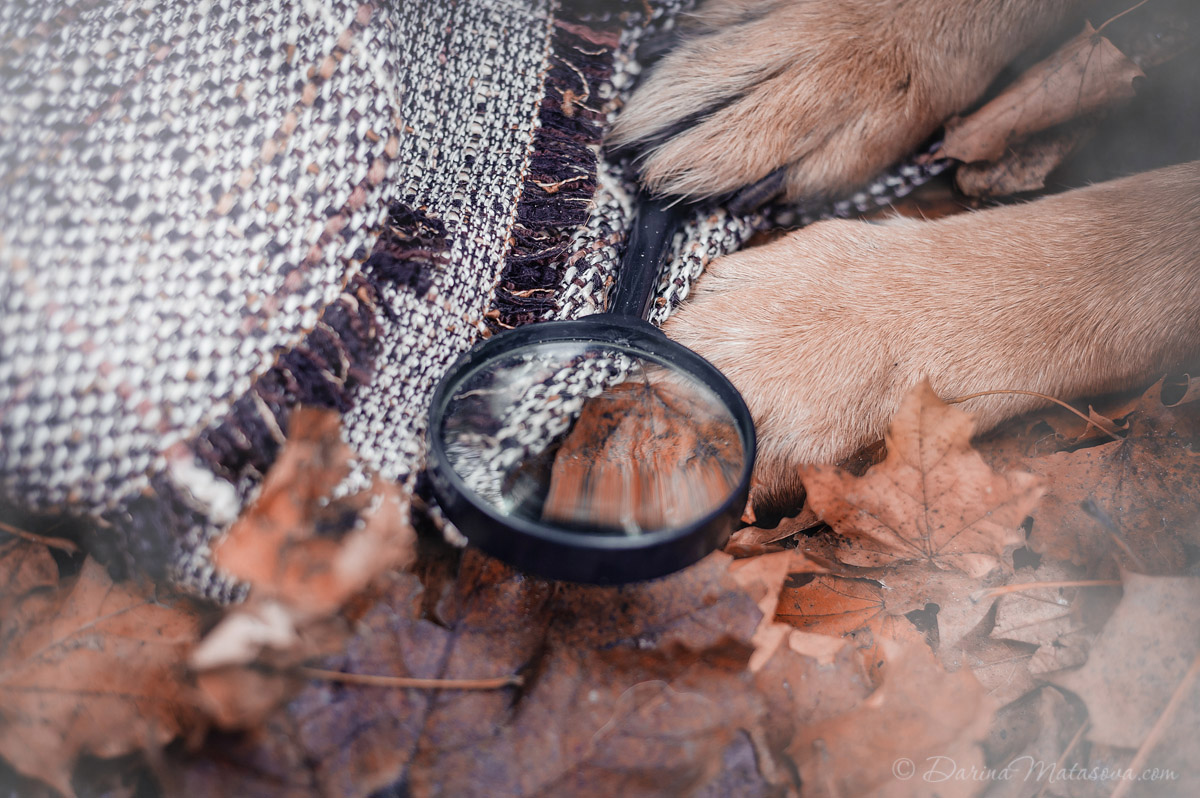 german_shepherd_sherlock10