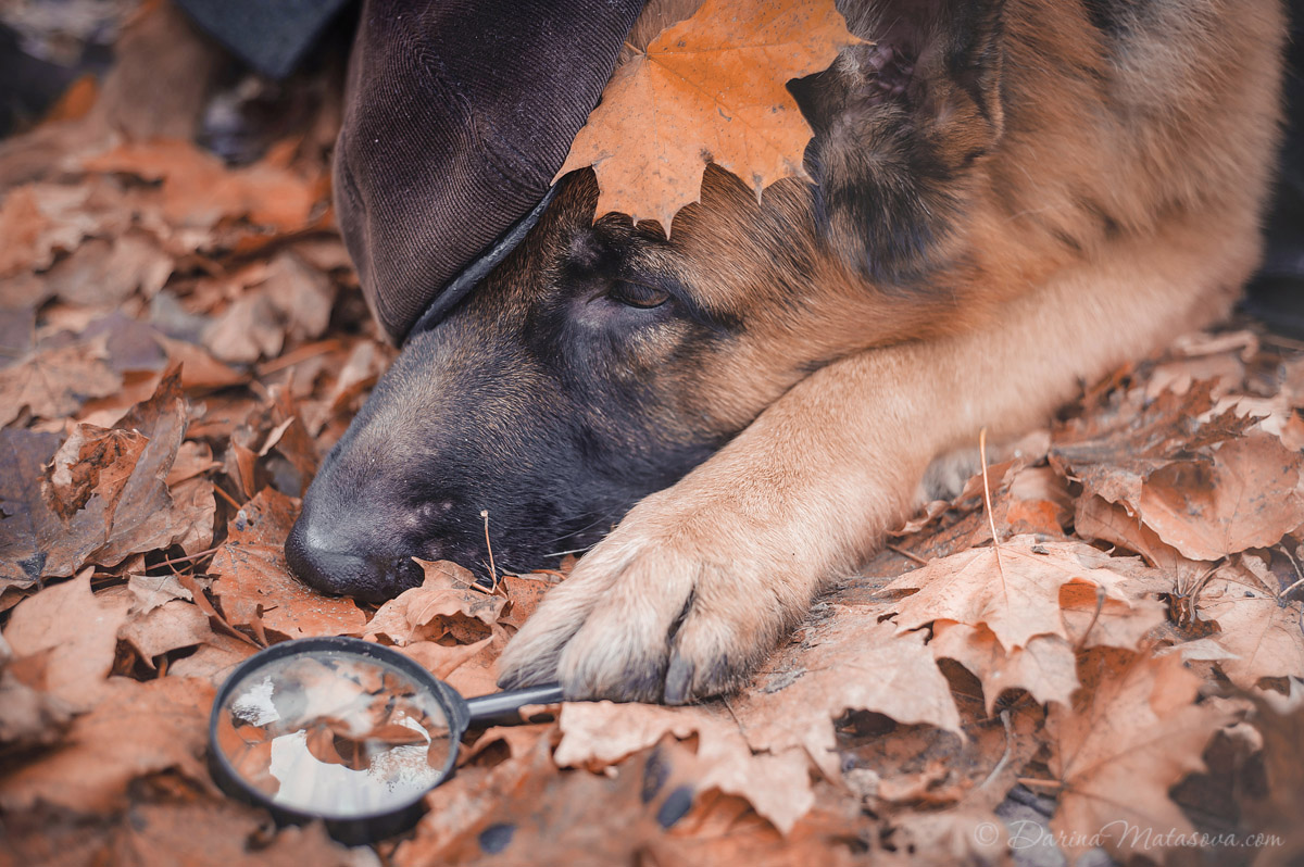 german_shepherd_sherlock11