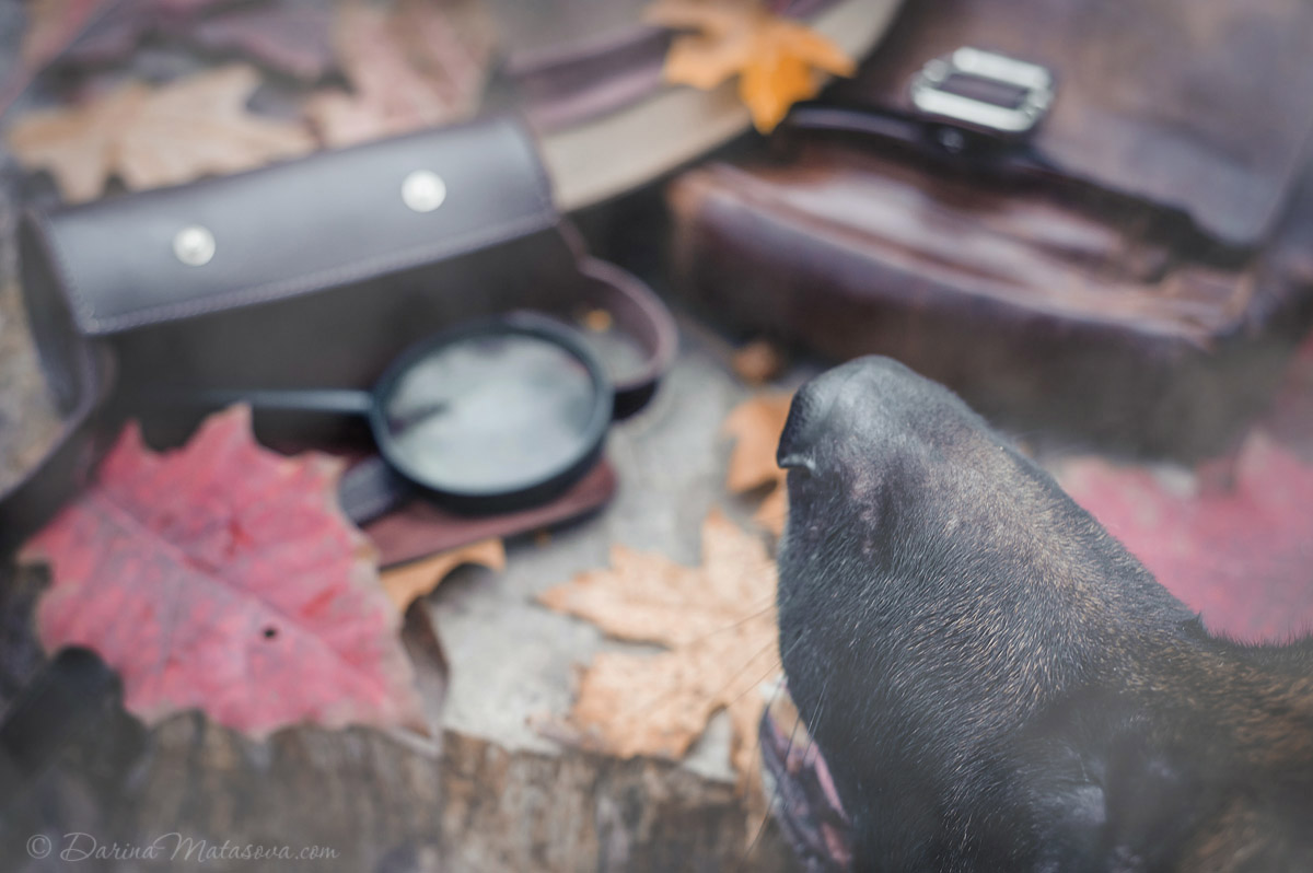 german_shepherd_sherlock14