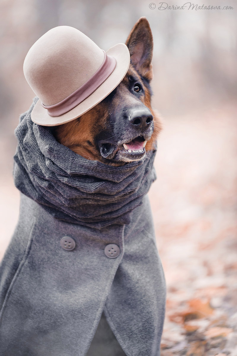 german_shepherd_sherlock2
