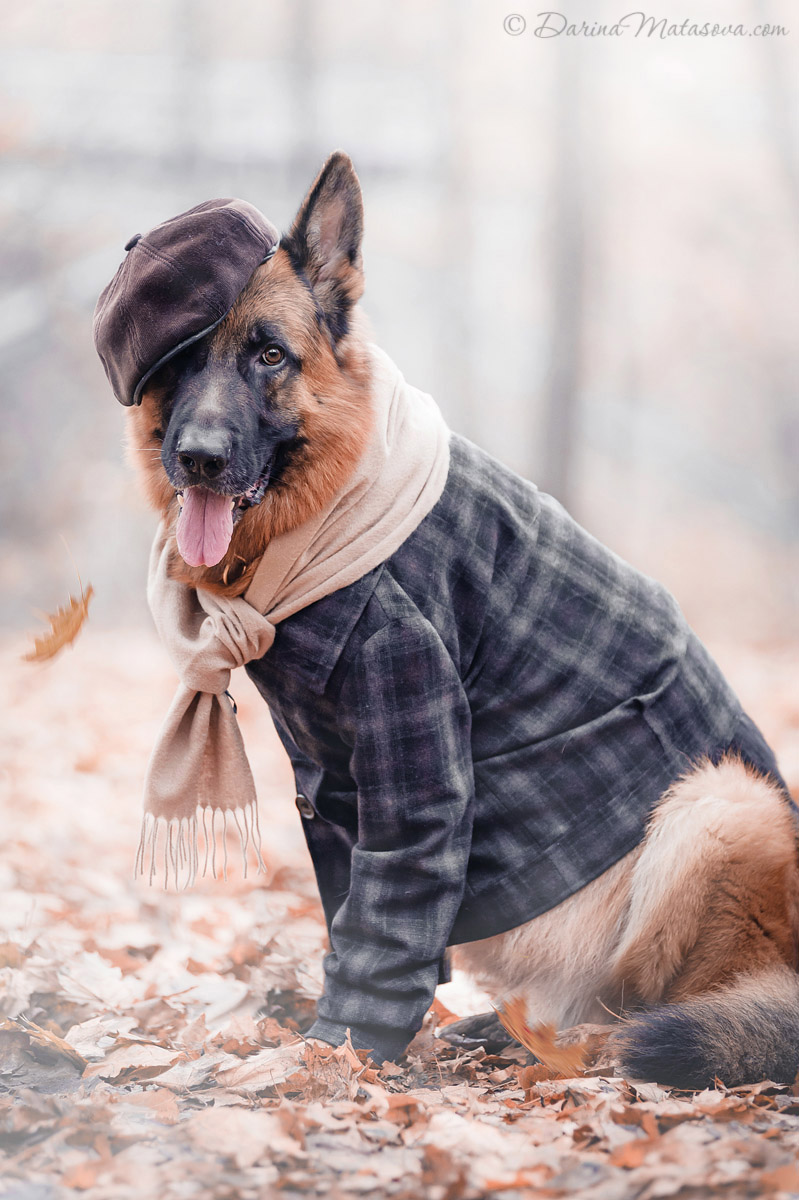 german_shepherd_sherlock3