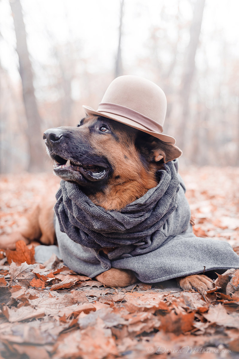 german_shepherd_sherlock4