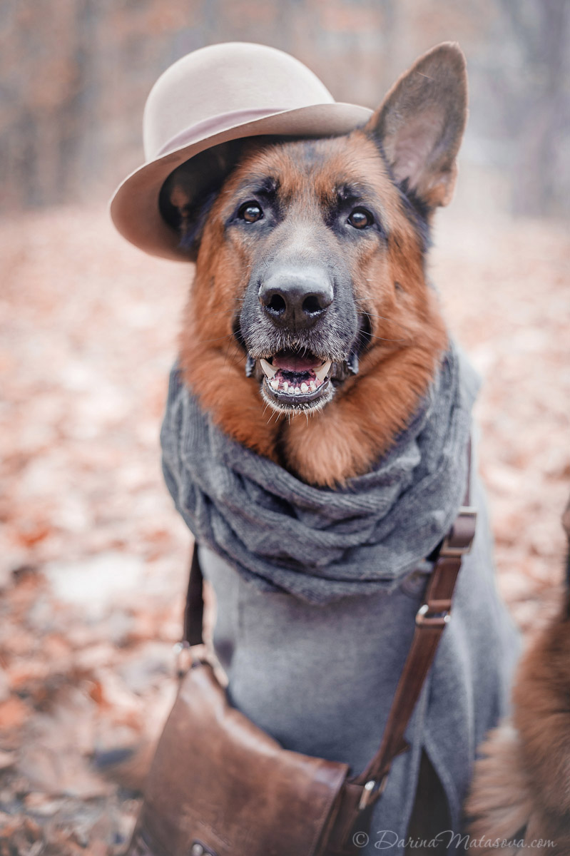 german_shepherd_sherlock5