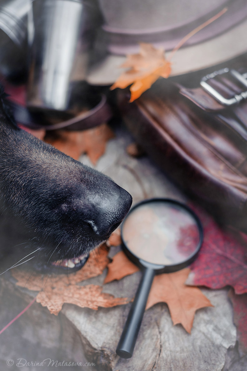 german_shepherd_sherlock6
