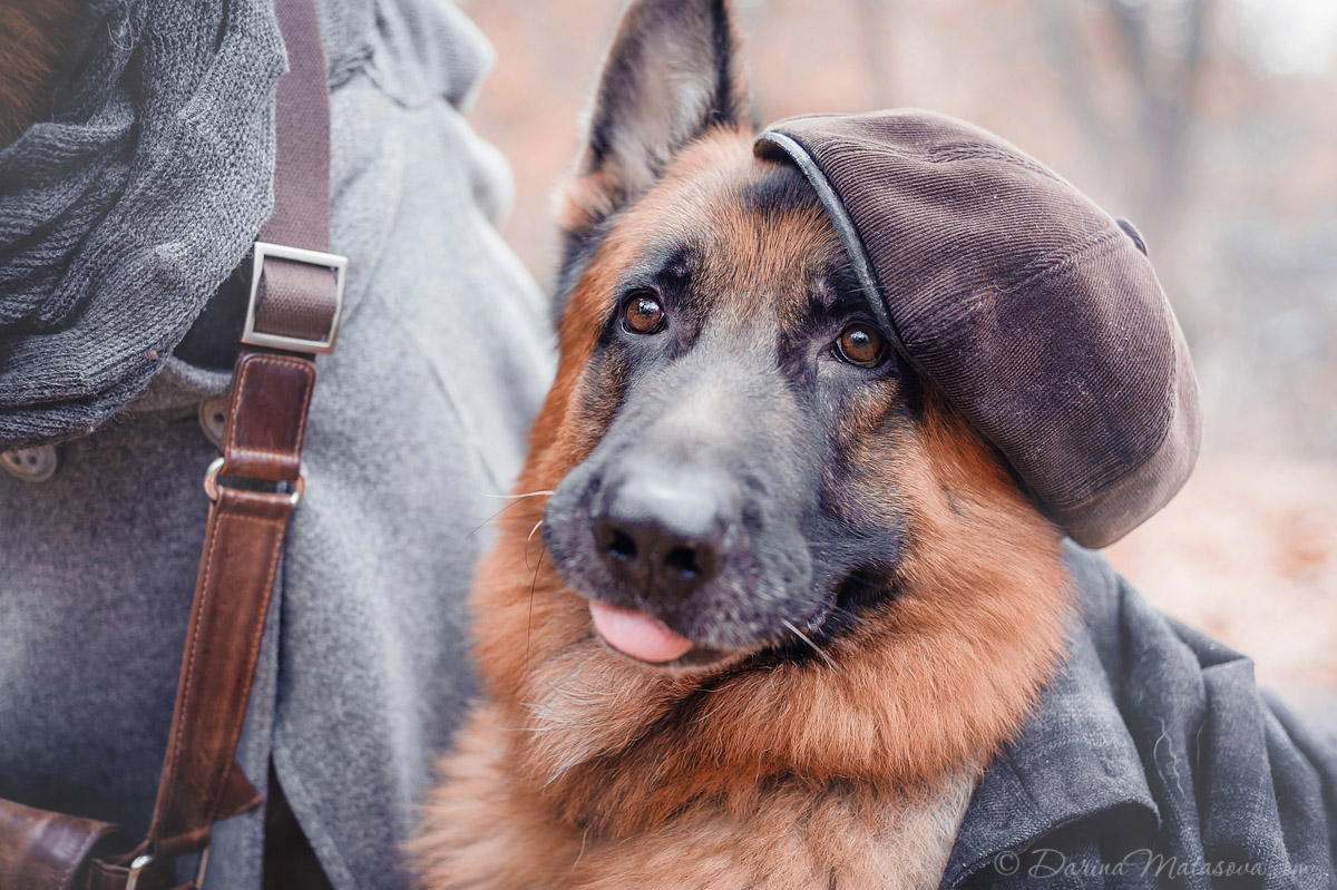 german_shepherd_sherlock8