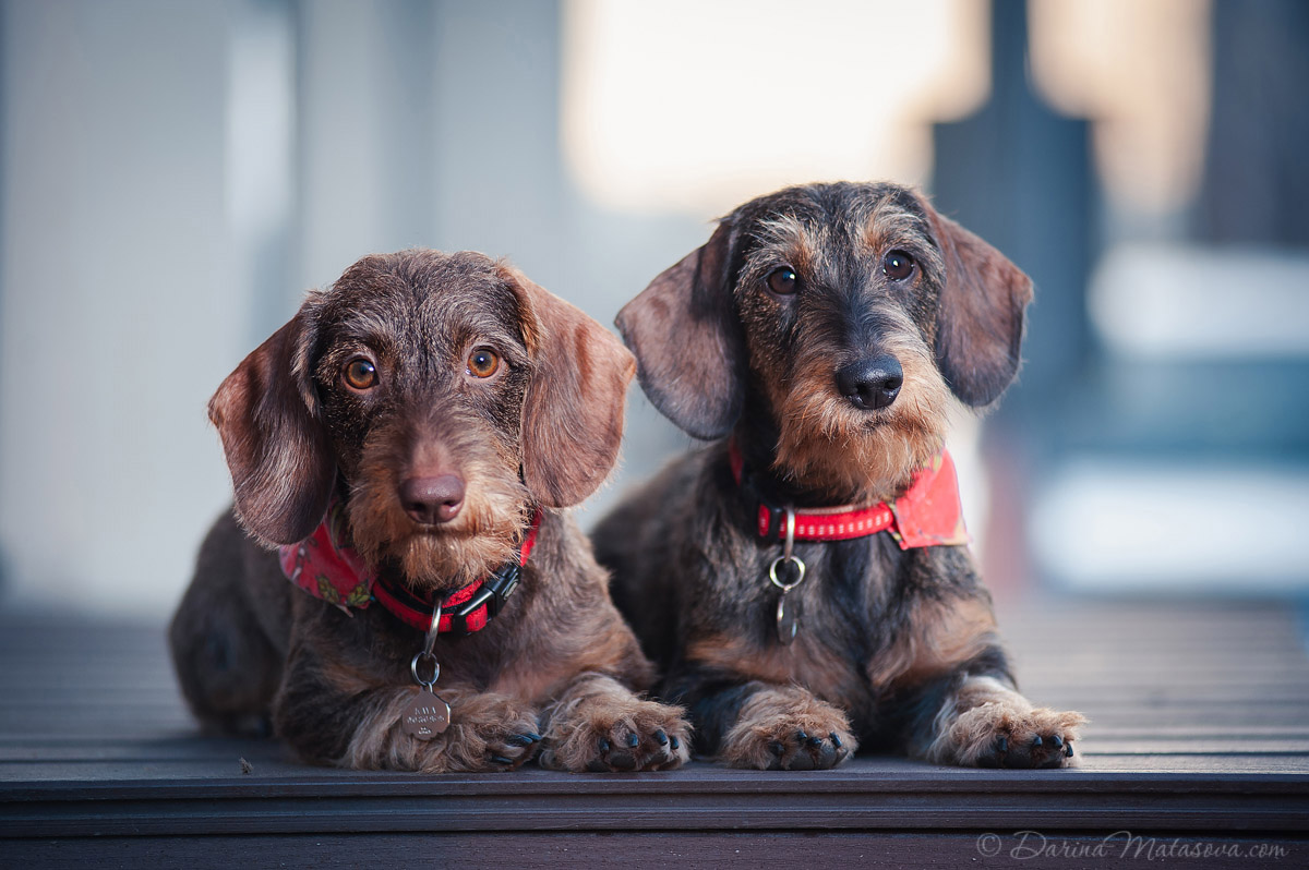wire-haired-dachshund-1
