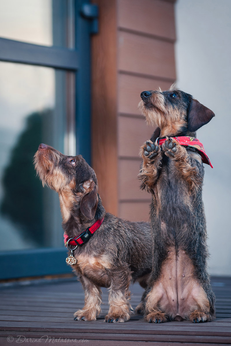 wire-haired-dachshund-10