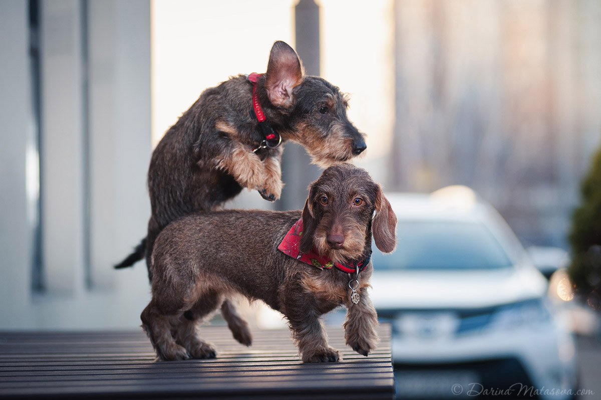 wire-haired-dachshund-2