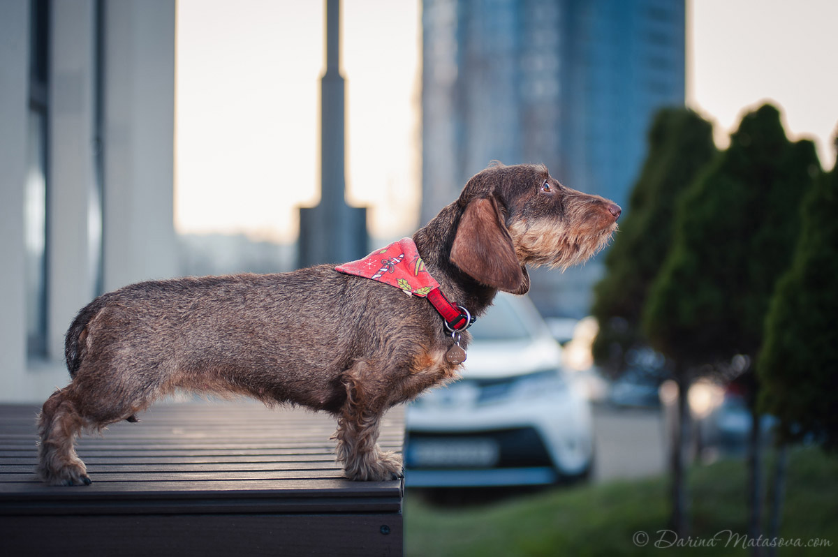 wire-haired-dachshund-3