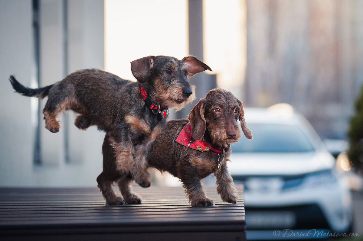 wire-haired-dachshund-4