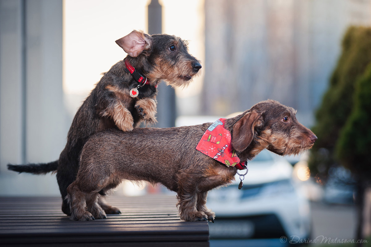 wire-haired-dachshund-5