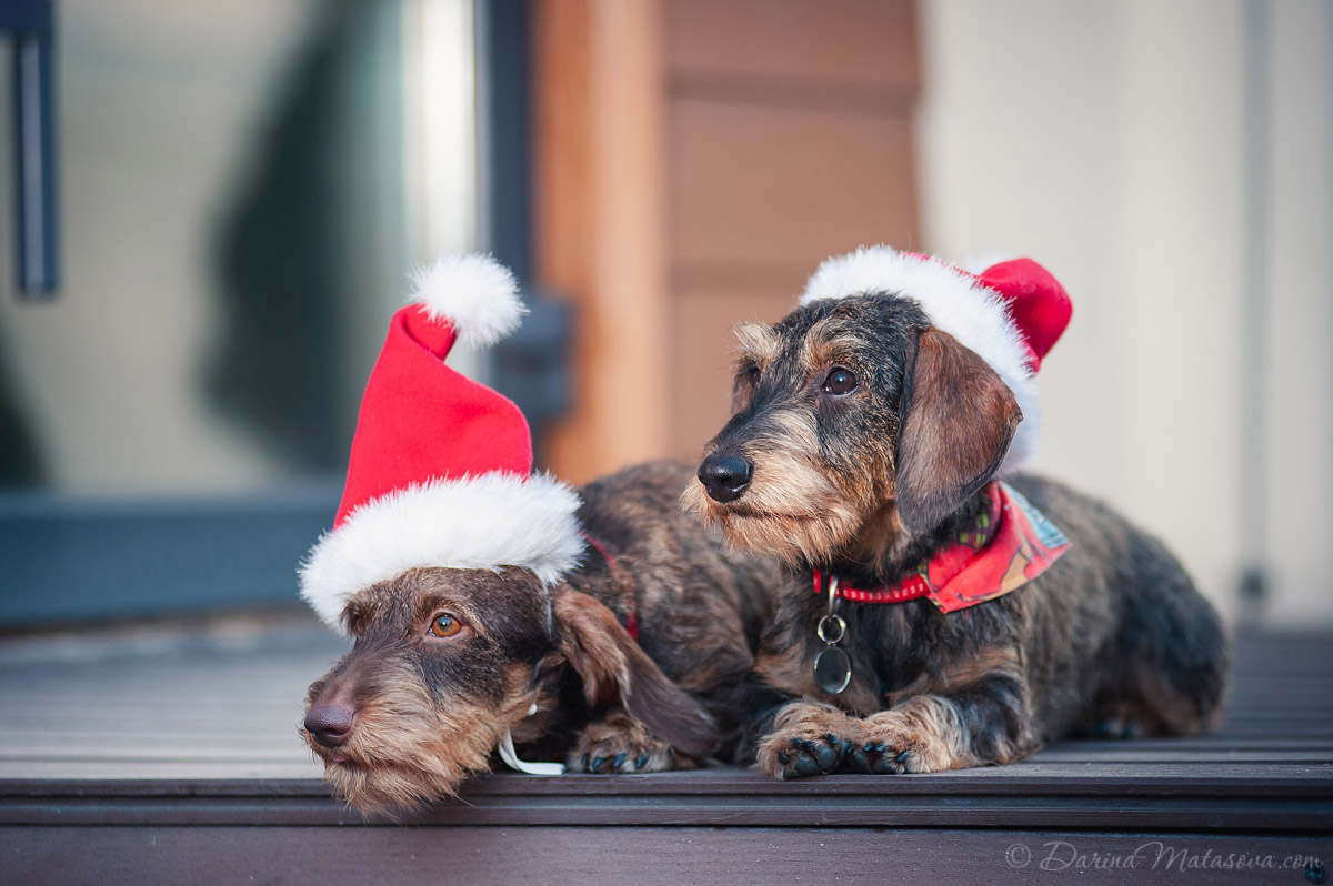 wire-haired-dachshund-7