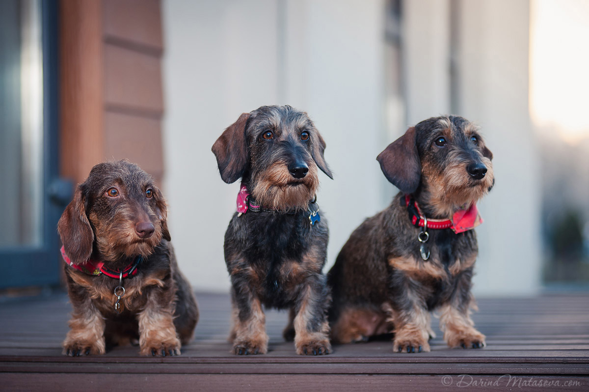 wire-haired-dachshund-8