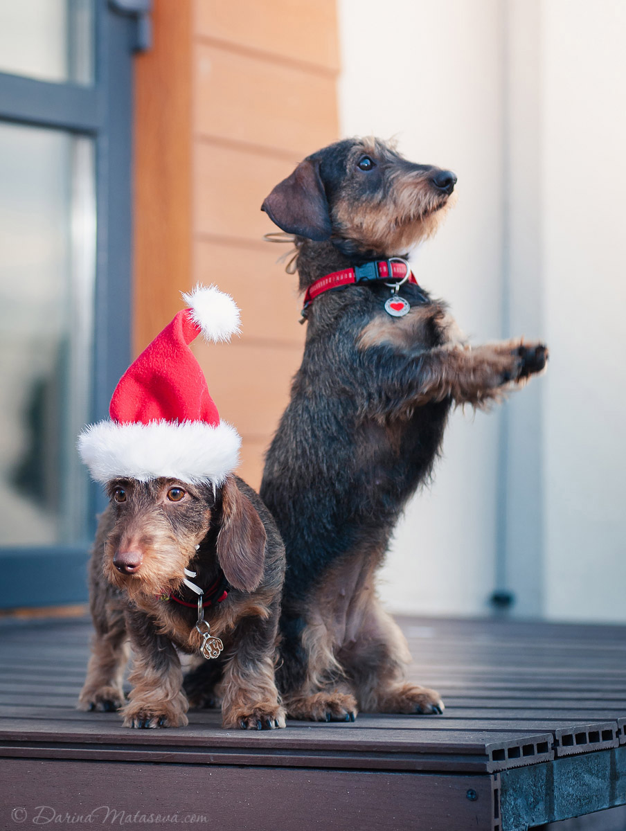 wire-haired-dachshund-9